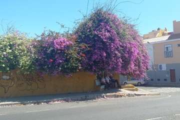 La tertulia La Buganvilla se queda sin sombra